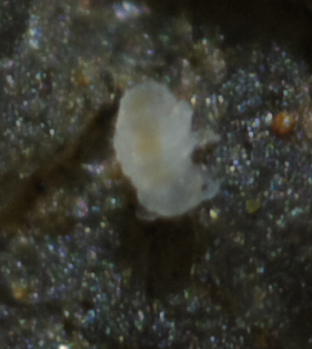 Micro collembolo?